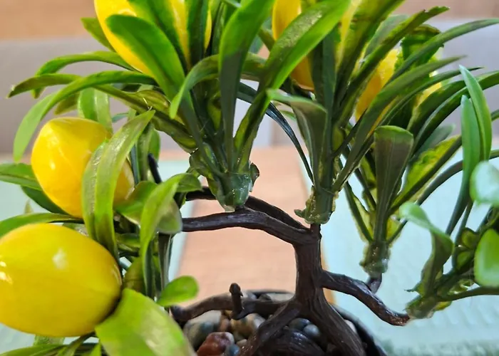 Daire Numbers Rusçuk